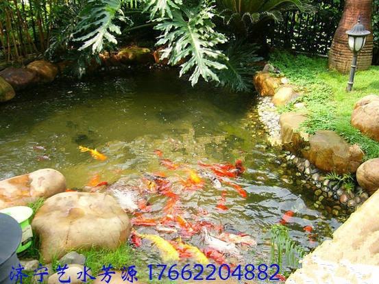 室外魚池總會遇到這些問題，簡單好用的解決辦法推薦給你
