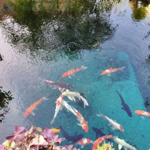 濟寧藝水芳源魚池過濾器客戶實地效果展示